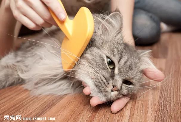 猫咪总是舔毛，对它的肠胃有影响吗?