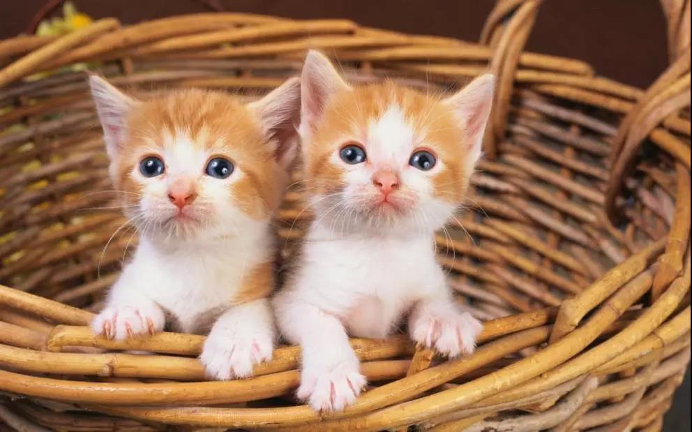 猫咪有哪些常见的皮肤病，应该怎么预防和治疗？