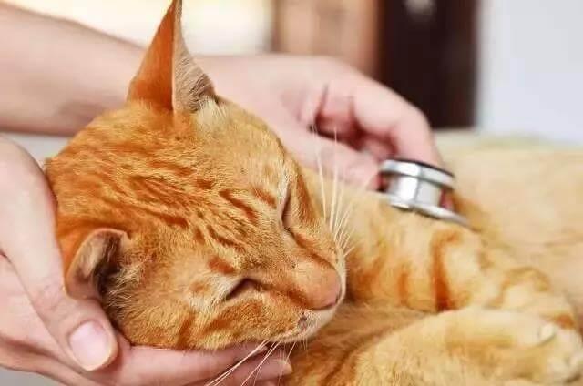 了解这8种猫咪急救方法，在关键时刻能救猫一命！