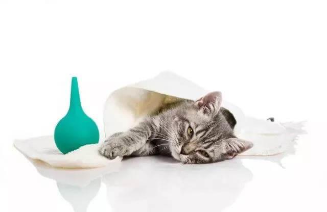 了解这8种猫咪急救方法，在关键时刻能救猫一命！