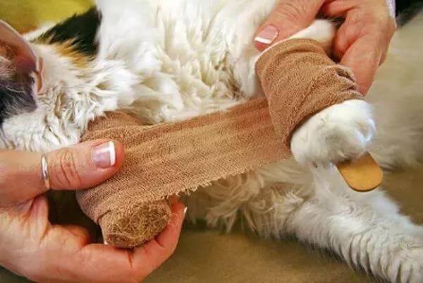 了解这8种猫咪急救方法，在关键时刻能救猫一命！