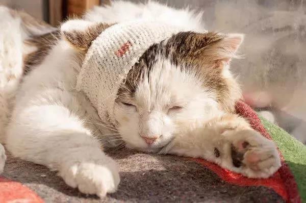 了解这8种猫咪急救方法，在关键时刻能救猫一命！