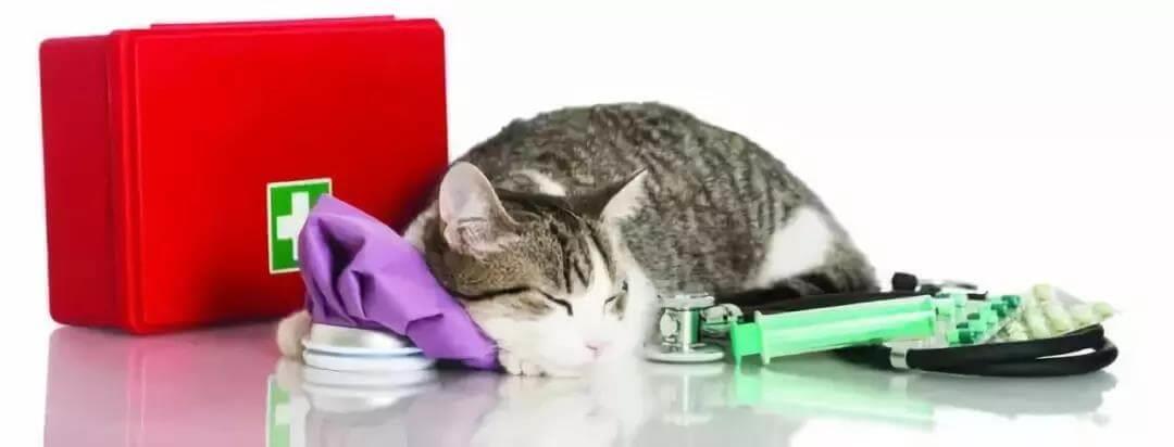 了解这8种猫咪急救方法，在关键时刻能救猫一命！