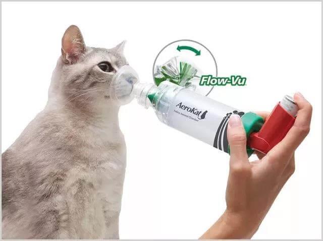 了解这8种猫咪急救方法，在关键时刻能救猫一命！