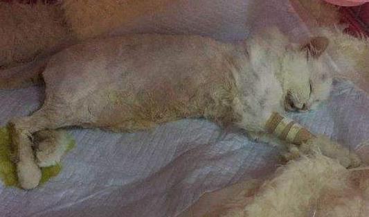 猫瘟热是怎么传播的，有什么症状？