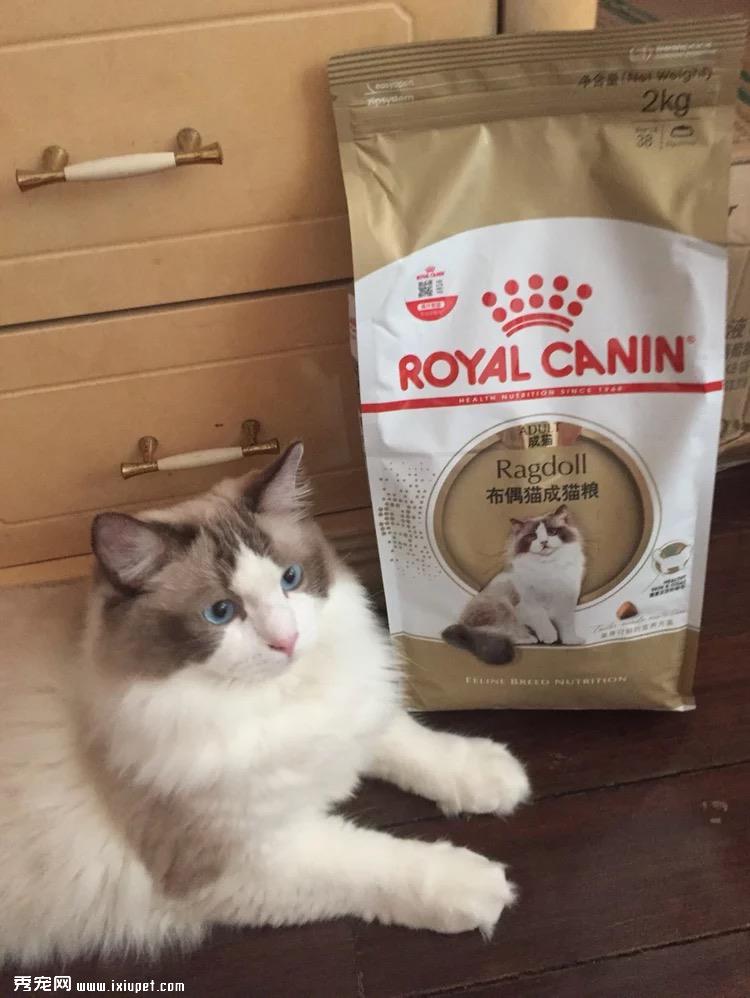 初学者养猫注意事项，猫主子的雷区不要踩！！