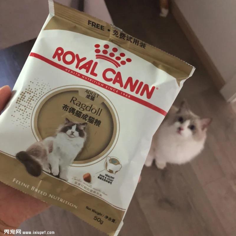 初学者养猫注意事项，猫主子的雷区不要踩！！