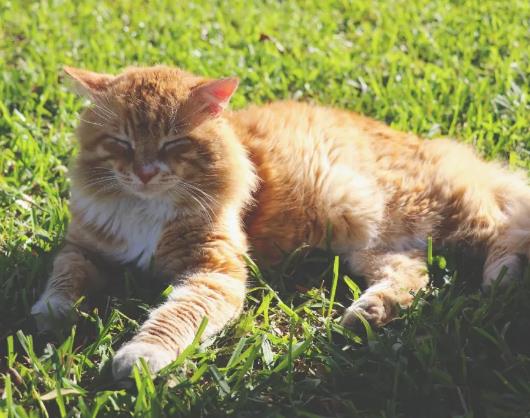 猫咪心跳奇怪，当心是心力衰竭！