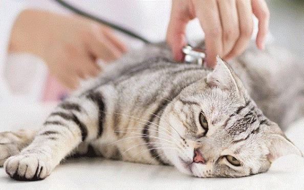 猫咪心跳奇怪，当心是心力衰竭！