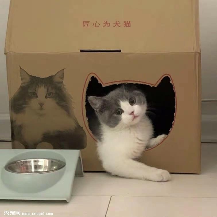 养猫注意事项：猫咪的“玻璃胃”不容忽视