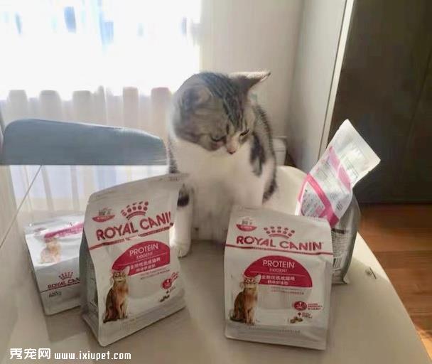 养猫注意事项：猫咪的“玻璃胃”不容忽视