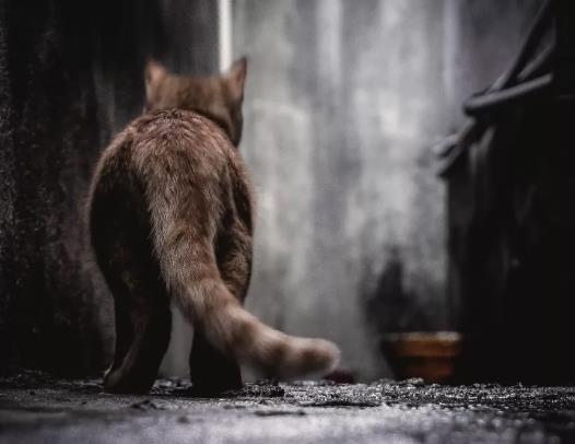 猫咪多囊肾病是遗传病吗，猫咪多囊肾病应该怎么治疗