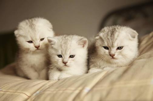 猫咪多囊肾病是遗传病吗，猫咪多囊肾病应该怎么治疗
