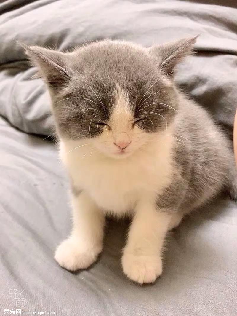 小猫怎么养？划重点啦！新手养猫必备知识