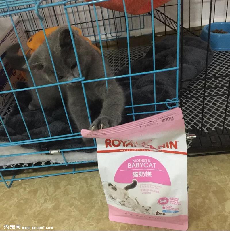 小猫怎么养？划重点啦！新手养猫必备知识