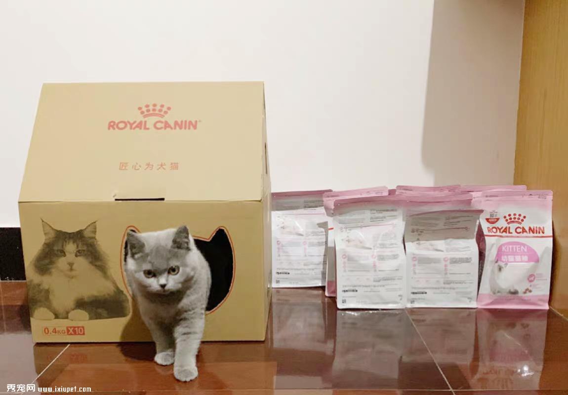 小猫怎么养？划重点啦！新手养猫必备知识