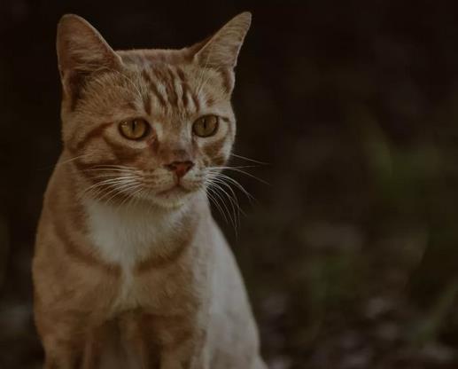 正确认知猫咪传染性腹膜炎的严重性