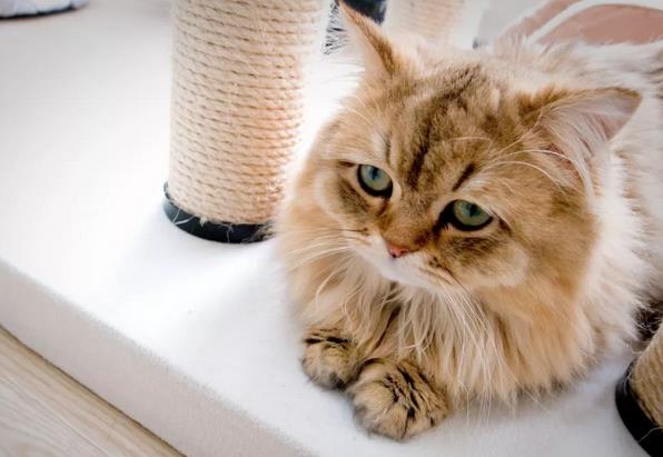 猫白血病病毒是怎么传染的，该如何治疗