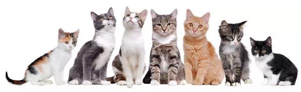 猫白血病病毒是怎么传染的，该如何治疗