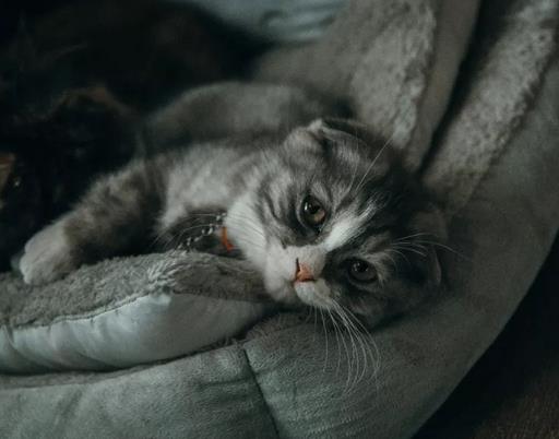 猫咪得了急性胰腺炎怎么办，该怎么治疗