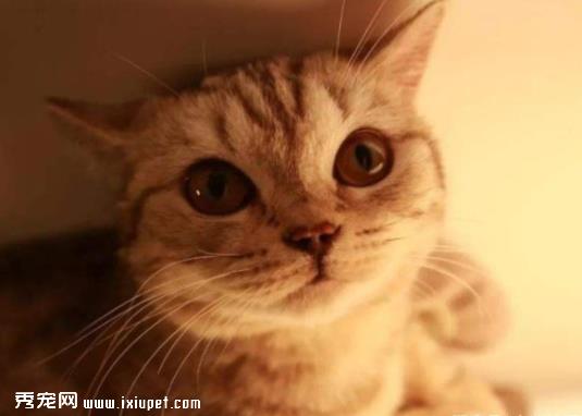 猫咪的不良饮食习惯应该如何避免？