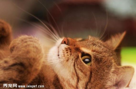 猫咪的不良饮食习惯应该如何避免？