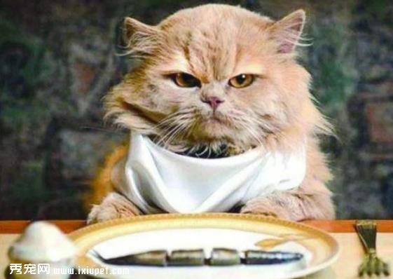 猫咪的不良饮食习惯应该如何避免？