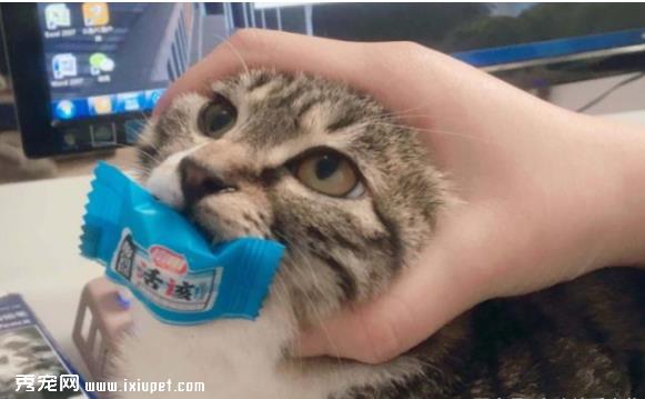 猫咪的不良饮食习惯应该如何避免？