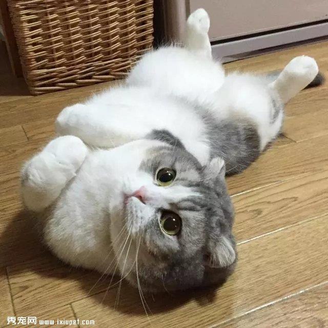猫咪突然把肚皮亮出来给你看是什么意思？