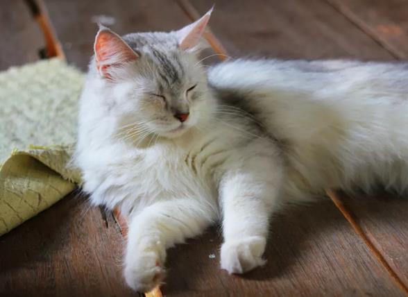 猫咪脂肪肝综合症是什么原因引起的，该怎么治疗