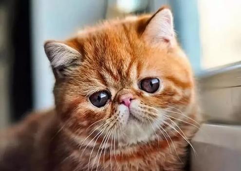 猫咪脂肪肝综合症是什么原因引起的，该怎么治疗
