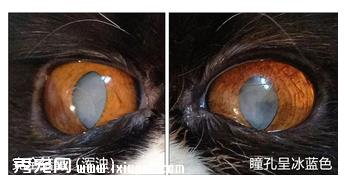 猫咪应该如何预防和治疗白内障