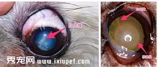 猫咪应该如何预防和治疗白内障