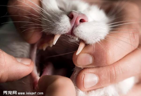 猫咪换牙后可能会得青春期齿龈炎!
