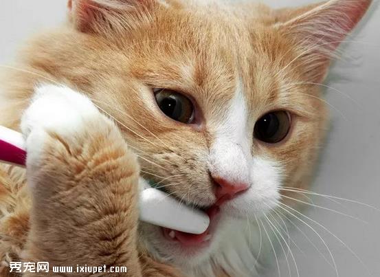 猫咪换牙后可能会得青春期齿龈炎!