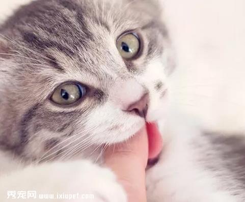 猫咪换牙后可能会得青春期齿龈炎!