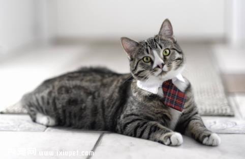 猫咪不由自主发抖，有可能是因为疾病引起的