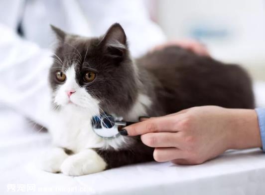 猫咪不由自主发抖，有可能是因为疾病引起的