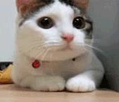 猫咪不由自主发抖，有可能是因为疾病引起的