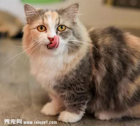 益生菌对猫咪有什么好处，猫咪是否可以长期食用益生菌