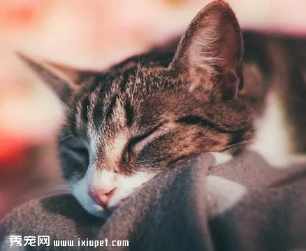 益生菌对猫咪有什么好处，猫咪是否可以长期食用益生菌