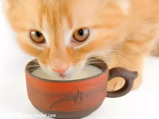 益生菌对猫咪有什么好处，猫咪是否可以长期食用益生菌