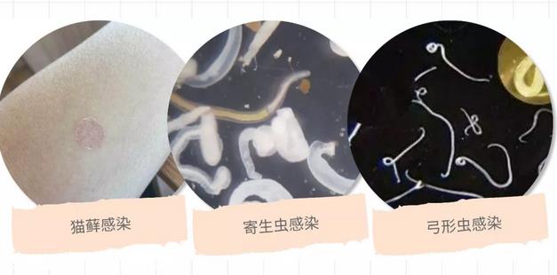 你对人猫共患疾病了解多少?