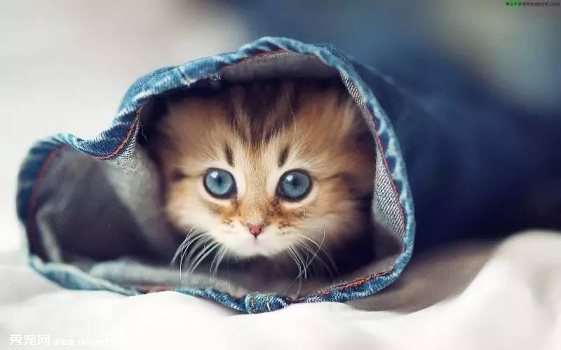 猫咪步入老龄化，宠物主人最该怎么办？