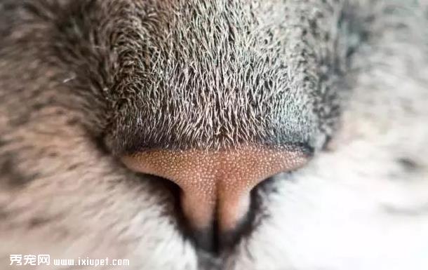 猫鼻支是什么病，应该如何治疗