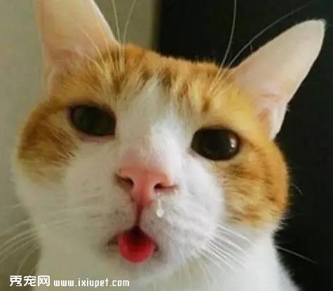 猫鼻支是什么病，应该如何治疗