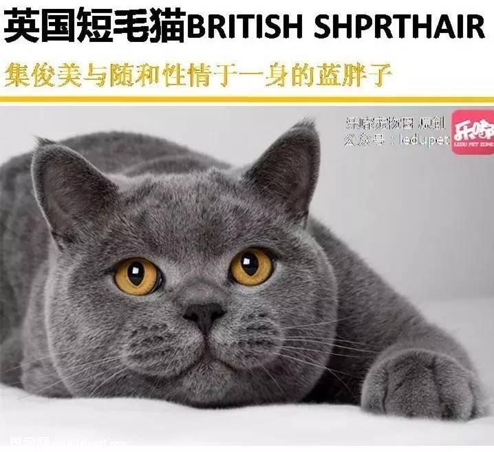 你知道的“蓝猫”有哪几种？