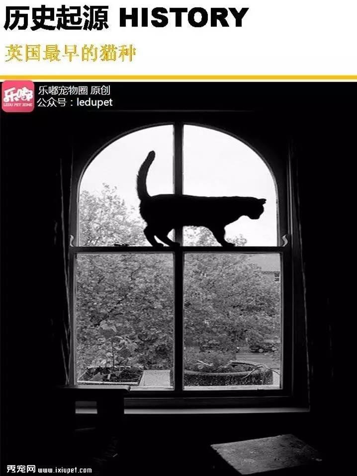 你知道的“蓝猫”有哪几种？