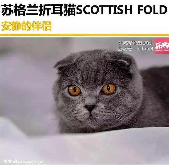你知道的“蓝猫”有哪几种？