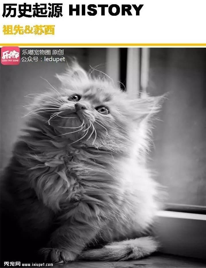 你知道的“蓝猫”有哪几种？